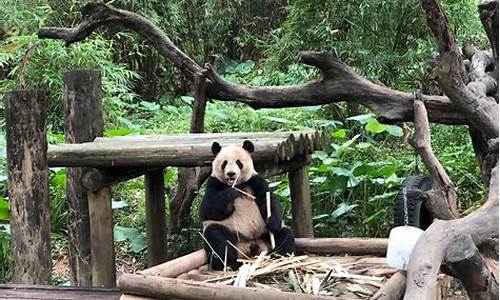 长隆野生动物园在哪个门进去好,长隆野生动