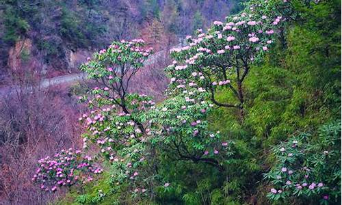 木王森林公园杜鹃花什么时候开,木王山杜鹃花海