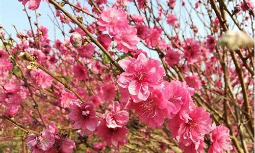 石马桃花公园桃花几时开,石马桃花公园地址