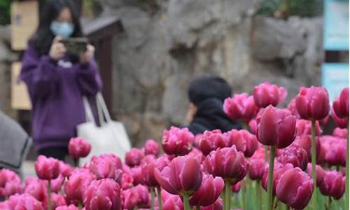 郑州人民公园郁金香花展开幕 邀市民前往赏花休闲,郑州人民公园郁金香