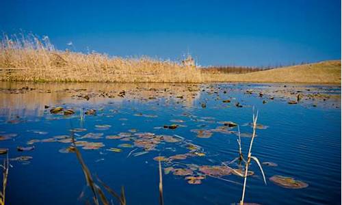 上海湿地公园门票多少钱一张_上海湿地公园有哪些景点