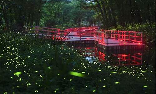 萤火虫公园赏萤季致辞_萤火虫景区