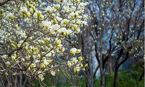 济南百花公园玉兰开花,济南百花公园玉兰大道