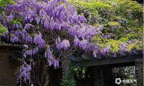 闵行公园紫藤,闵行区紫藤花园地址