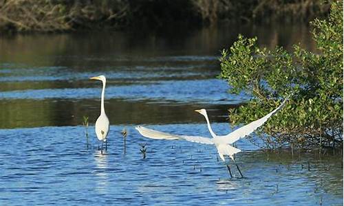 大亚湾红树林湿地公园二标段,大亚湾红树林公园白鹭