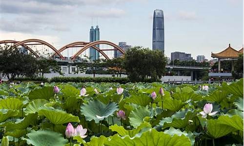 洪湖公园交通_洪湖公园公车