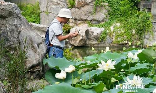 福州南公园荷花池开了吗-福州南公园荷花池开了吗现在