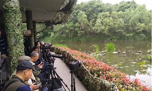 新江湾城湿地公园拍鸟什么时间-吉林到齐齐哈尔的动车