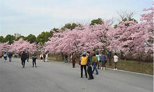 上海顾村公园樱花开了没有-宝山顾村公园樱花节