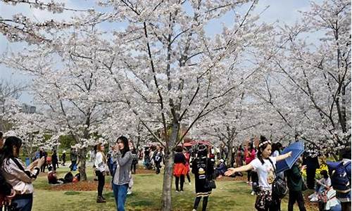 顾村公园樱花节门票-顾村公园樱花节老年人免票吗