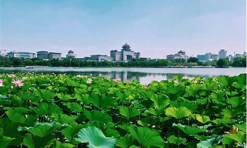 厦门莲花公园附近美食-厦门莲花公园简介